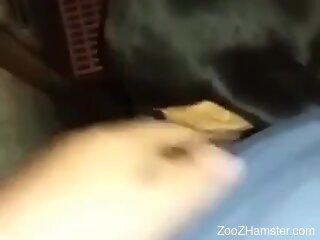 Dog fucks naked woman in the pussy while she films herself