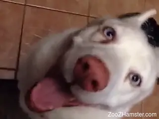 Intense home perversions with the dog licking his big penis