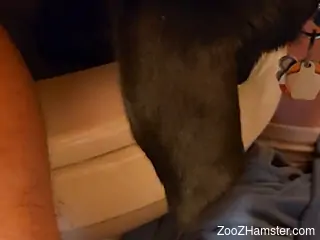 Aroused man plays with his dog in sexual kinks on cam