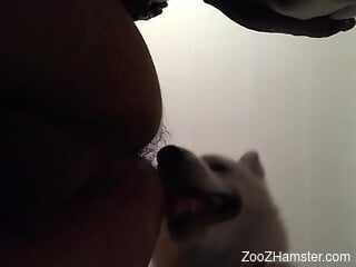 Dog licks man's ass and dick in homemade zoophilia kinks