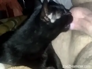 Horny man enjoys the dog for intimate perversions and sex