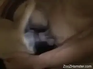 Naked man loudly fucks his dog in crazy perversions