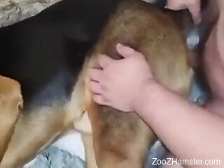 Man ass fucks furry dog in homemade zoophilia video