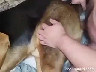 Man ass fucks furry dog in homemade zoophilia video