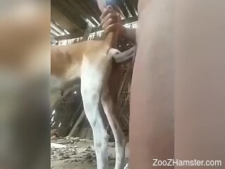 Horny dude ass fucks a farm animal in brutal perversions