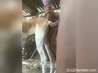 Horny dude ass fucks a farm animal in brutal perversions