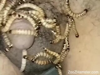 Dude jerks off with worms on his cock in closeup scenes