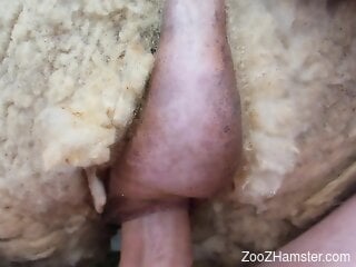 Steamy man sticks his dick in a sheep pussy for loud porno