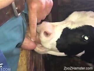 Man jerks off and lets the veal lick his splashing sperm