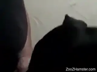 Needy man fulfills his sexual needs by fucking the dog