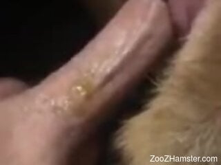 Steamy moments for a man when he ass fucks his dog