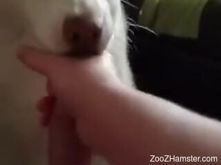 Dog licks owner's cock when he masturbates on cam