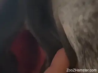 Man enjoys heavy sex with a female horse in closeup XXX