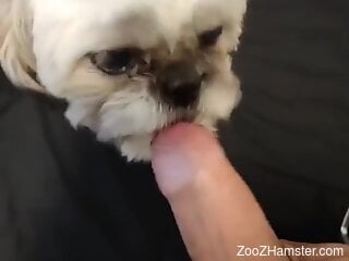 Small dog makes the man moan when it licks his big dick