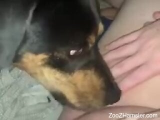 Solo woman masturbates and enjoys the dog licking her muff