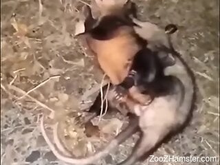 Small animals fuck in crazy positions and the horny dude films it