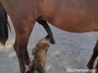 Dog licks horse's huge penis while the guy filming craves sex