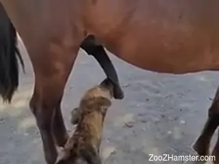 Dog licks horse's huge penis while the guy filming craves sex