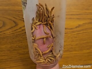 Man inserts his penis in a jar filled with crawling worms