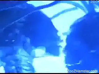 Naked women share pig cock the right way in harsh zoophilia