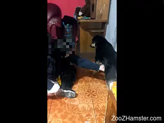 Clothed amateur brunette is alright with fucking with her dog