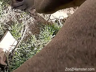 Aroused woman puts the dog dick right in her mouth