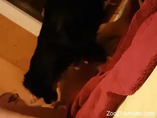 Aroused amateur slut filmed when she lets the dog lick her pussyy
