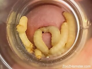 Horny dude inserts cock in a jar filled with worms