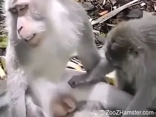 Monkeys prepare to fuck and horny amateur man sits and wacthes