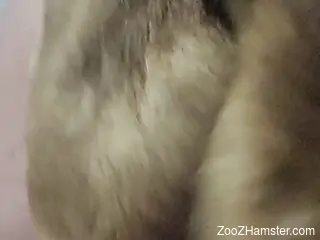 Homemade dog porno makes slender amateur chick lose her mind