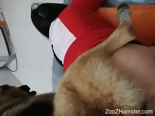 Curvy brunette enjoys dog's furry cock all the way in her tigh...