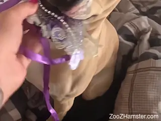 Dog pleases horny woman by licking her pussy and ass on cam