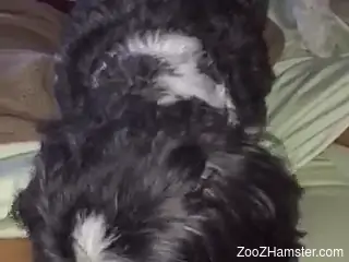 Little dog makes woman very happy by licking her clit and pussy