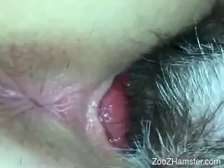 Tube8 Animal Porn
