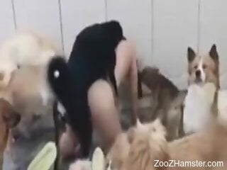 Furry dogs make naked woman happy by fucking her pussy