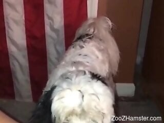 Furry dog makes solo woman feel amazing by licking her clit