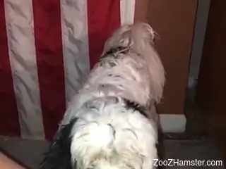 Furry dog makes solo woman feel amazing by licking her clit