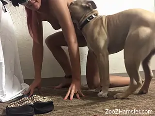 Tanned babe shares webcam zoo kinks when the dog fucks her