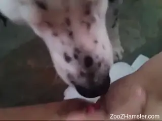 Nude woman allows curious dog access to her very wet pussy
