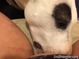 Dog licks naked woman in the pussy and makes her wanna fuck