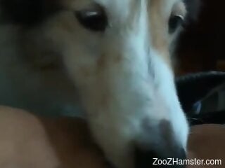 Dog licks woman's shaved pussy until she comes like a slut