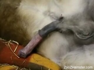 Nude amateur gives the dog handjob until sperm pops on his hands