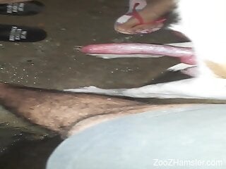 Amateur with great skills sucks her dog's dick in amateur scenes