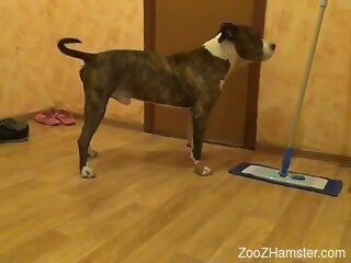 Blonde beauty throats the dog's dick in excellent nude pervers...