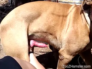Curious woman blows the dog's penis until its last drops