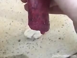 Horny guy holds the dog's dick in his hands and plays with it