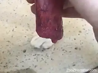 Horny guy holds the dog's dick in his hands and plays with it