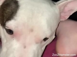 Horny man fulfills his zoophilia needs with the dog's help