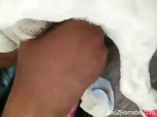 Hot oral bestiality by an aroused slut
