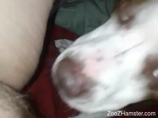 Naked slut with hairy pussy lets dog lick her until orgasm